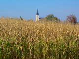 Corn field and the church St-Maurice in the village of Wolschwiller in Alsace...