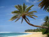 A palm beach...
