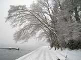 Snowy trees at Stanley Park...